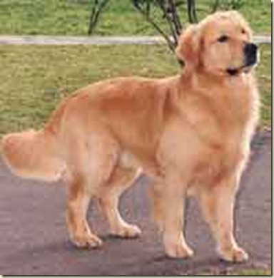 perros golden 1