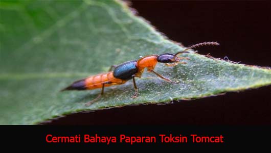 Cermati Bahaya Paparan Toksin Tomcat