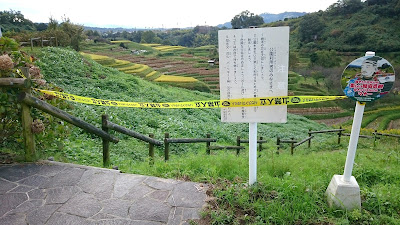 下赤阪の棚田(南河内郡千早赤阪村)(２０１７年)