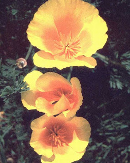 yellow night flowers