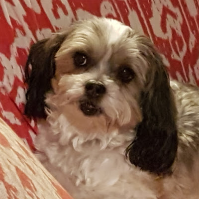 Portrait of a white and silver Shih Tzu resting on a red and white sofa