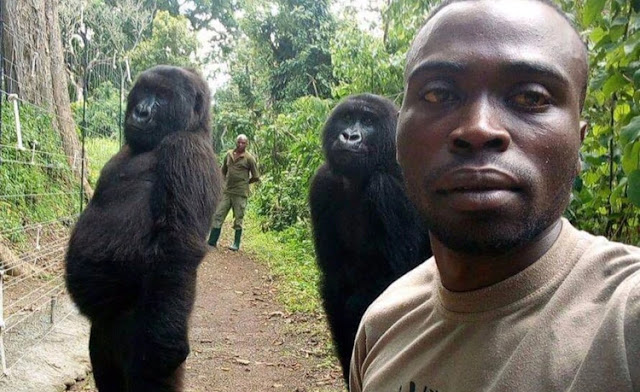 MUNDO: Gorilas de montaña posaron como si fueran humanos para una selfie con guardabosque en Congo.