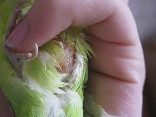 How to deal with retention eggs when the birds
