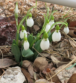 snowdrops