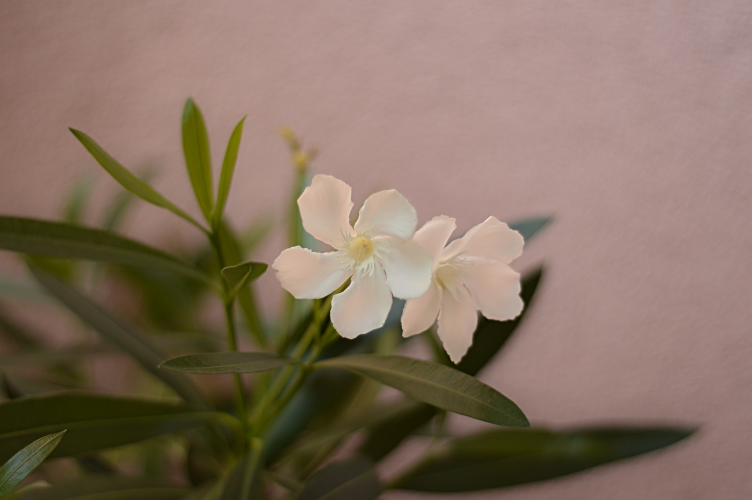 things that bring me happiness, balcony garden, gardening foxglove, ivy sprouts, blooming orange tree, georgiana quaint