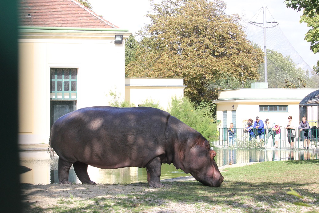 zoologická zahrada Schönbrunn ve Vídni