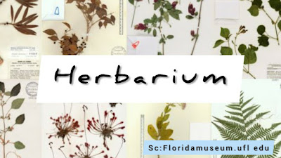 materi herbarium