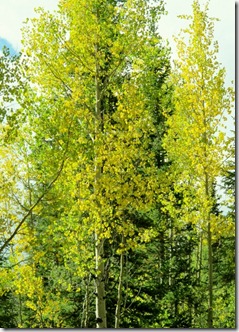 668 Fall color (458x640)