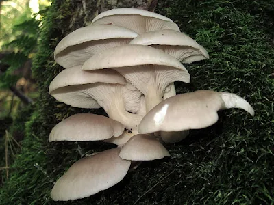 Mushroom Learning Center Satara