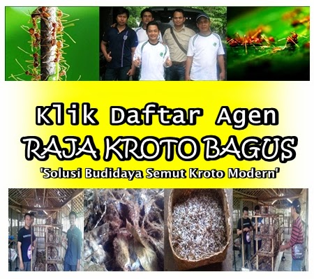 http://rajakrotobagus.blogspot.com/2014/04/daftar-agen-raja-kroto-bagus-ternak-kroto-budidaya-kroto.html