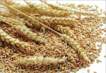 the market news of new wheat income starts agriculture in Gujarat Gondal wheat market income will pick up in Gujarat Uttarayan February the market news of new wheat income starts agriculture in Gujarat Gondal wheat market income will pick up in Gujarat Uttarayan February