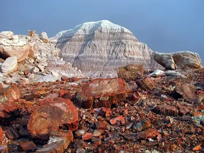 Rainbow Forest petrified wood