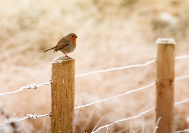 bird sitting on a fence in winter