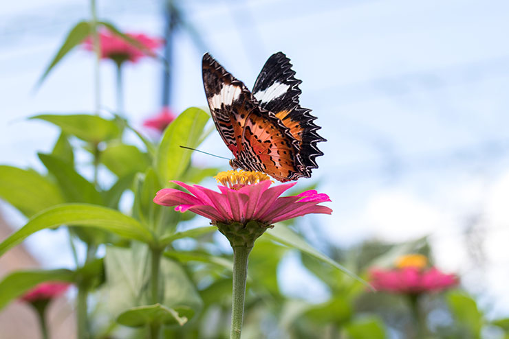 butterfly garden