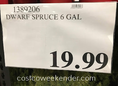 Deal for a Dwarf Alberta Spruce Tree at Costco