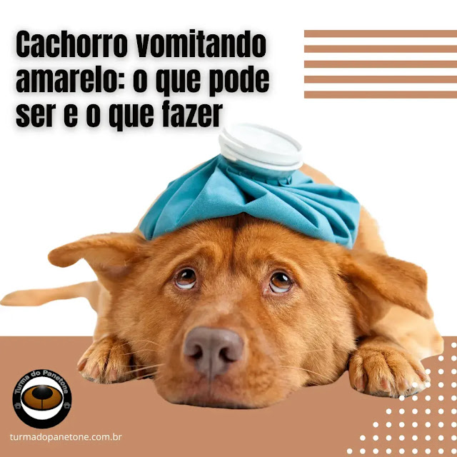 Cachorro vomitando amarelo: o que pode ser e o que fazer