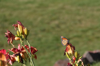 monarch on day lily