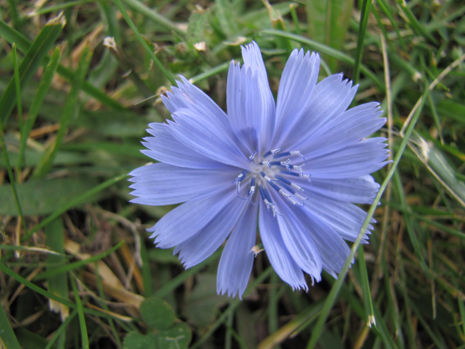 Chicory Wallpaper