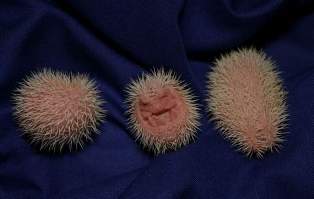 [Image: hedgehog-babies42.jpg]