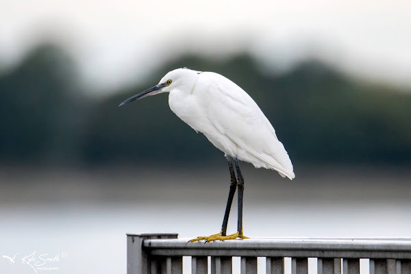 Little egret