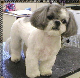 Shih Tzu Pictures and Wallpapers