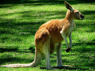 Kangaroo Wallpapers