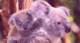 Koala cute Wallpaper HD quality status instagram facebook free download