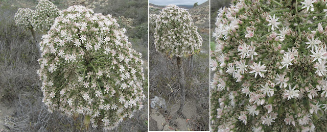 Mar a Cumbre - PR-TF-86 - Bejeque Puntero - Aeonium urbicum - Tenerife - Islas Canarias