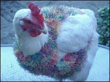 BBC photo - Chicken with jumper-sweater