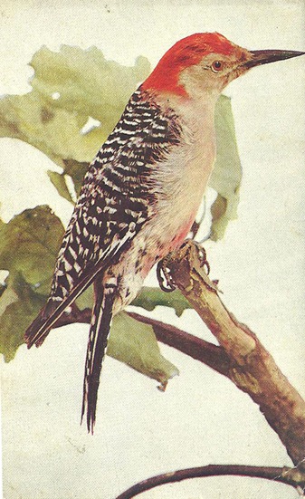 woodpecker