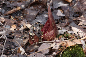 skunk cabbage, end of March