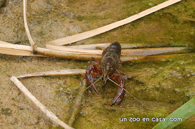 Cangrejo rojo introducido