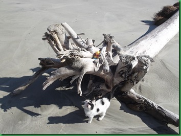 Thursday & Friday Hunting Island 083
