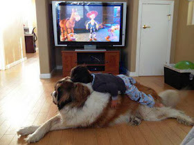 Cute dogs - part 8 (50 pics), boy lays on st. Bernard dog's back while watching toy story on tv