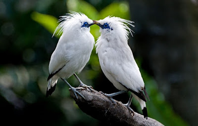 20 Types of Rare Birds in Indonesia Complete with Images