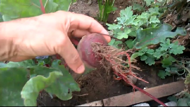 Beets are a fast-growing vegetable that can be grown just about anywhere. The most commonly known root beets are red, but golden and striped varieties have made growing beets more popular in recent years.