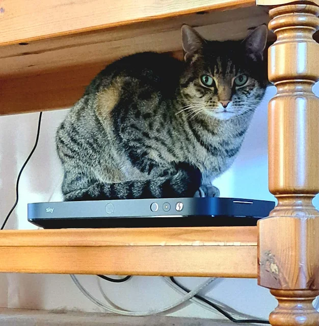 Gabs on top of the Sky television box which emits quite a lot of heat. Like many domestic cats he loves warmth.