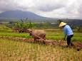 Marhaen pilosofi petani Indonesia