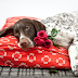 How to Choose the Right Bed For Your Dog