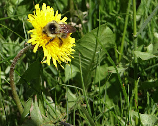 Dandelion with a bee