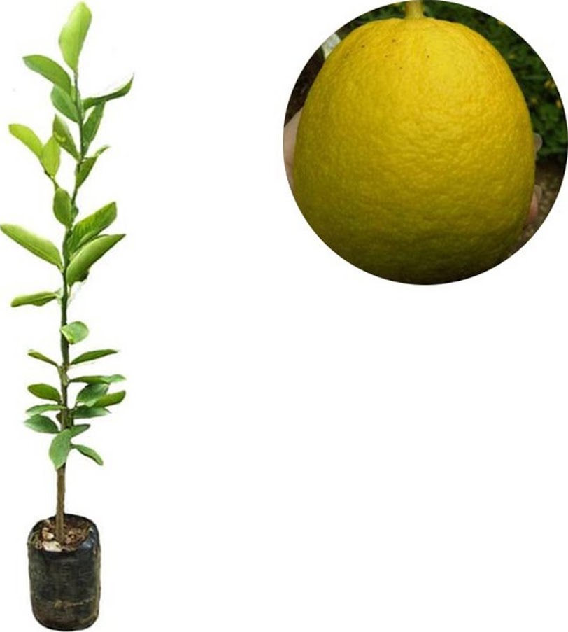bibit buah lemon jumbo besar bisacod Payakumbuh