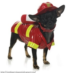 Dog firefighter.