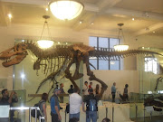 Nous voilà donc partit pour le musée, et ses immense dinosaure :) (sdc )