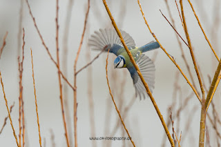 Naturfotografie Wildlifefotografie Lippeaue Olaf Kerber