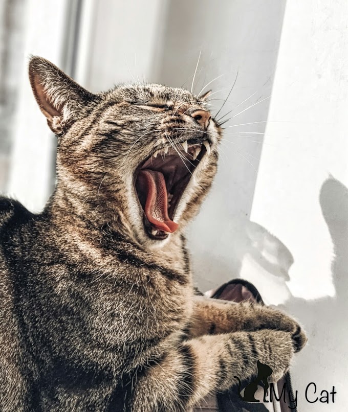 5 Steps to Avoid Cat's Teeth Problems and How to brush cat teeth