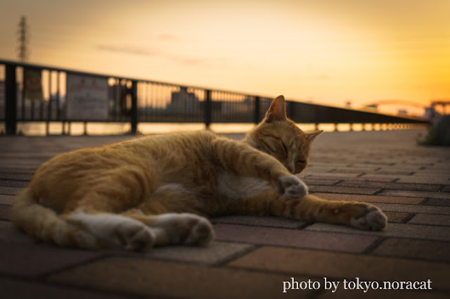 野良猫の写真