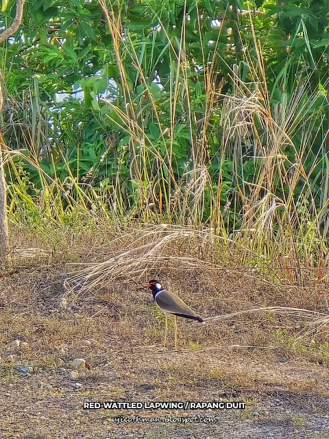 Burung Rapang Duit (Red-wattled Lapwing)