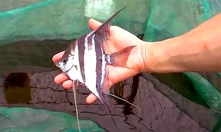 Wild Angelfish Video