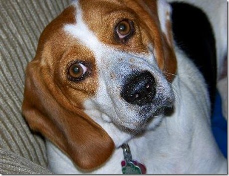 BeagleMaxineSPCARescue