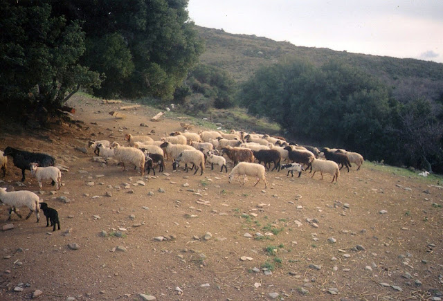 ΠΛΑΤΑΝΟΣ,ταβέρνα,παραδείσι,πλάτανοσ,πλάτανος,platanos,platanos-paradisi.gr,tavern